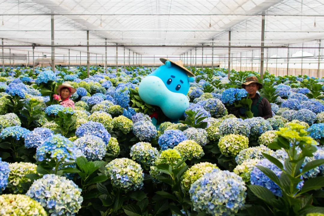 深圳品牌設(shè)計(jì)｜爛漫春日，這4個(gè)APP的鮮花營銷做得好有“花樣”！
